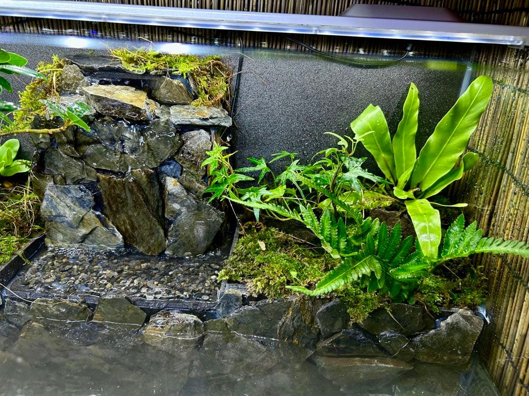 水の流れる滝テラリウム水槽 60サイズ ガジュマル アクアリウム 苔