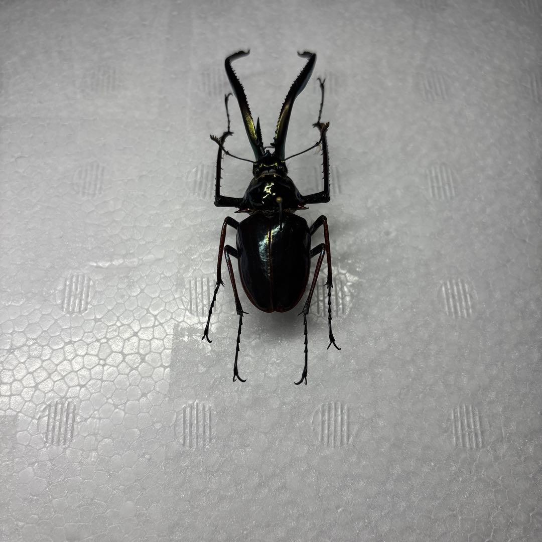 ホロメタリクス　チリクワガタ　標本 コガシラクワガタ ホロメタリクス 標本 チリクワガタ ホロメタリクス