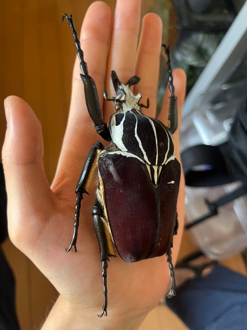 104mm】ゴライアスオオツノハナムグリWC Goliath 昆虫標本 - メルカリ