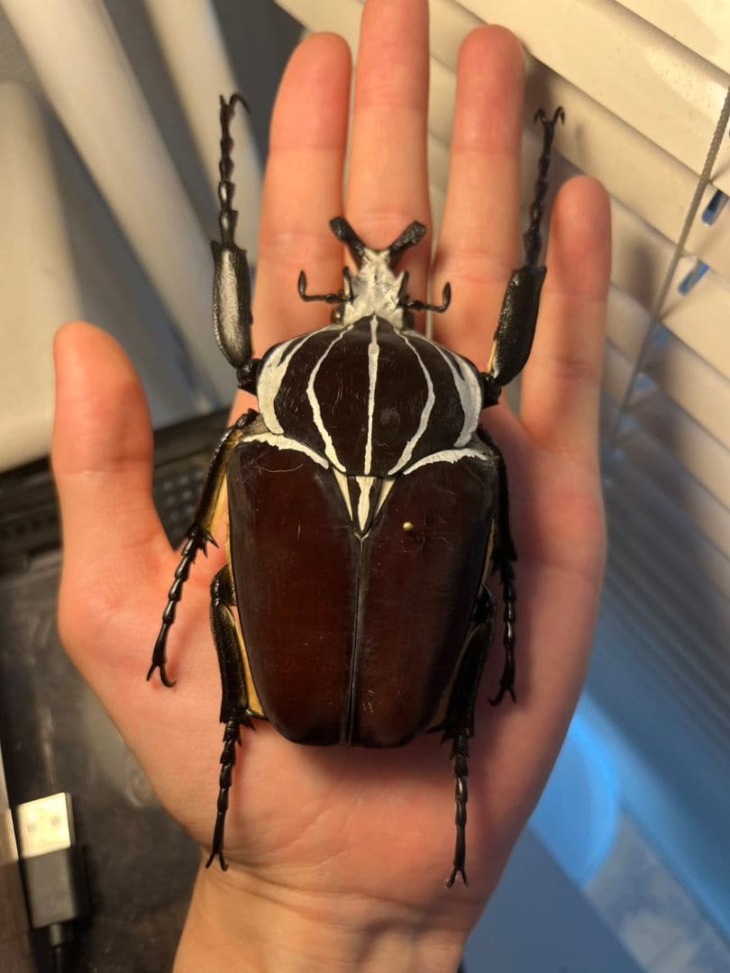 104mm】ゴライアスオオツノハナムグリWC Goliath 昆虫標本 - メルカリ