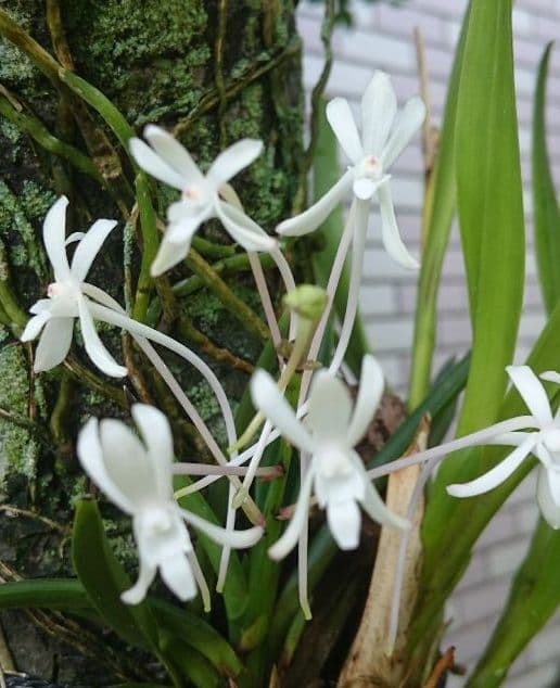 古伊万理】白磁 輪花猪口 - メルカリ