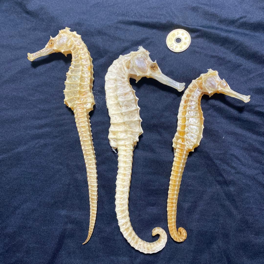 タツノオトシゴ 特大サイズ 魚 標本 タツノオトシゴ(2024.11.21) - WEB