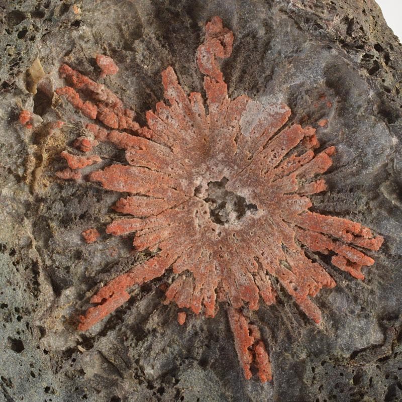 天然石 鑑賞石 菊花石 置物 重さ約392g 唐木台付 V R6492 - メルカリ