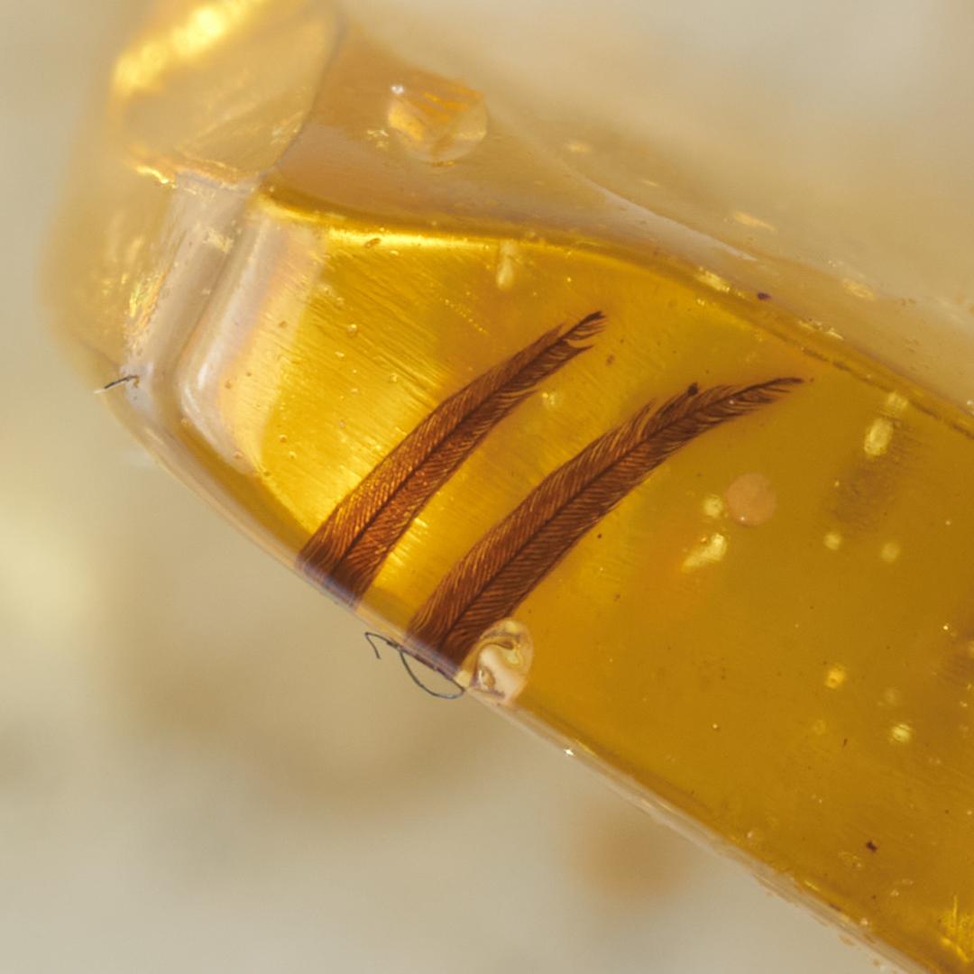 レア極上品 PA117虫入り琥珀化石 ミャンマーカムティかタナイ9900万年