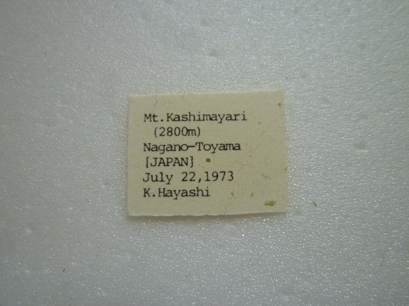 カ*ボ様 【国産蝶標本】タカネヒカゲ/長野県-富山県.鹿島槍産/41mm