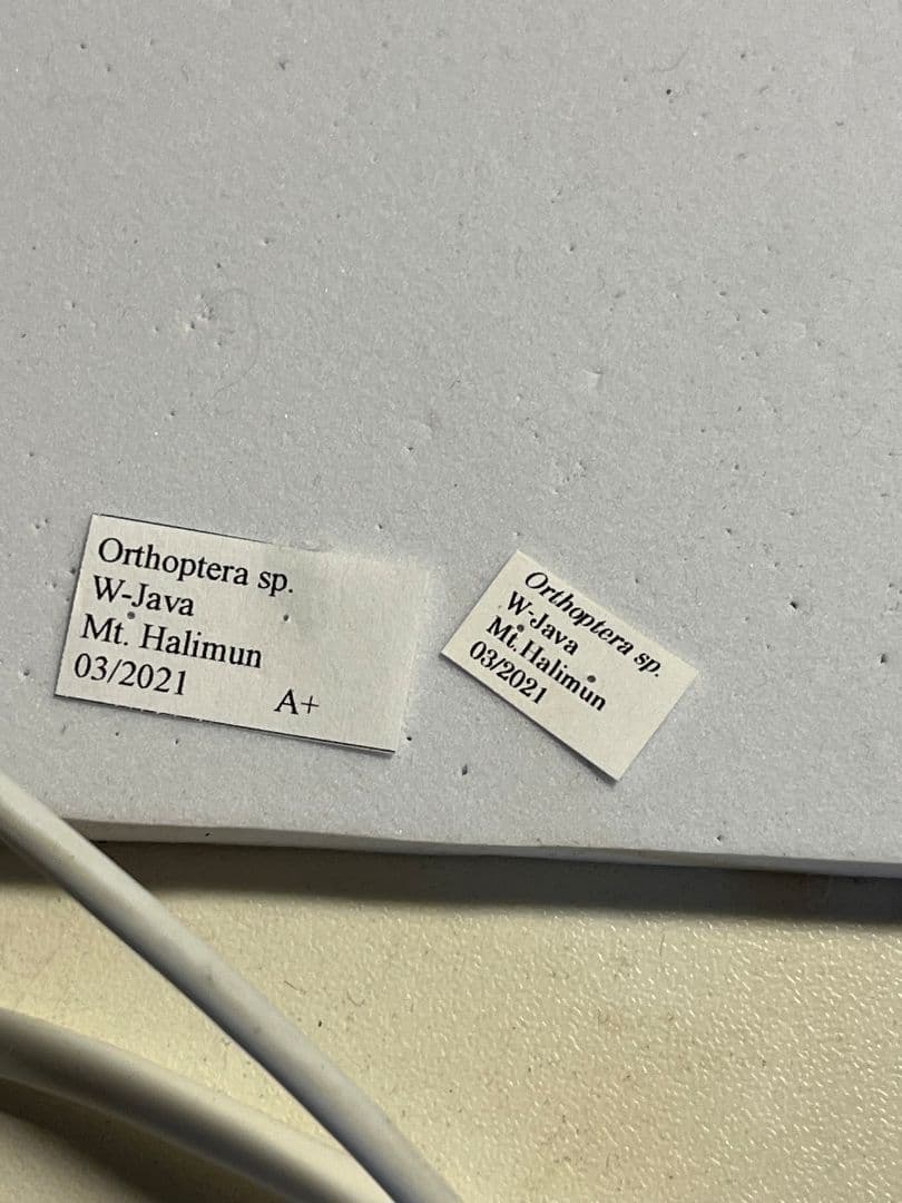 54mm】サルオガセギスに酷似のOrthoptera sp.キリギリス バッタ - メルカリ