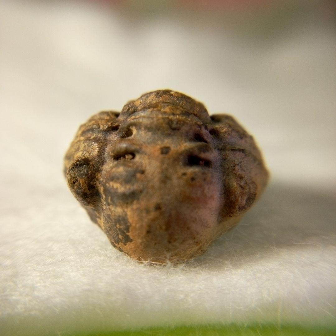 三葉虫 化石 三葉虫化石 究極のレトロ 小さい化石 fossil 化石管理番号①