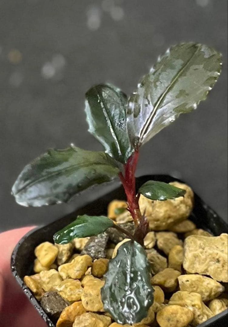 Bucephalandra sp. red metal【水の国】 - メルカリ