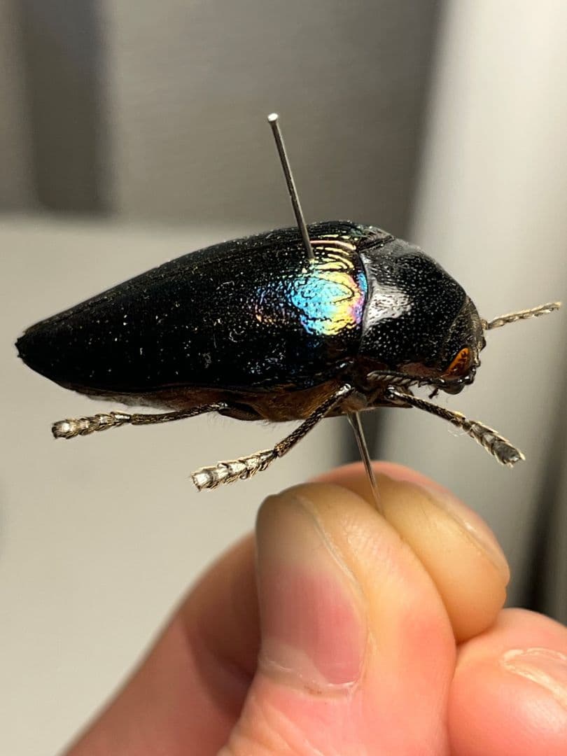 34mm】ニジイロフトタマムシ フトタマムシ スハンダエ プラチナコガネ