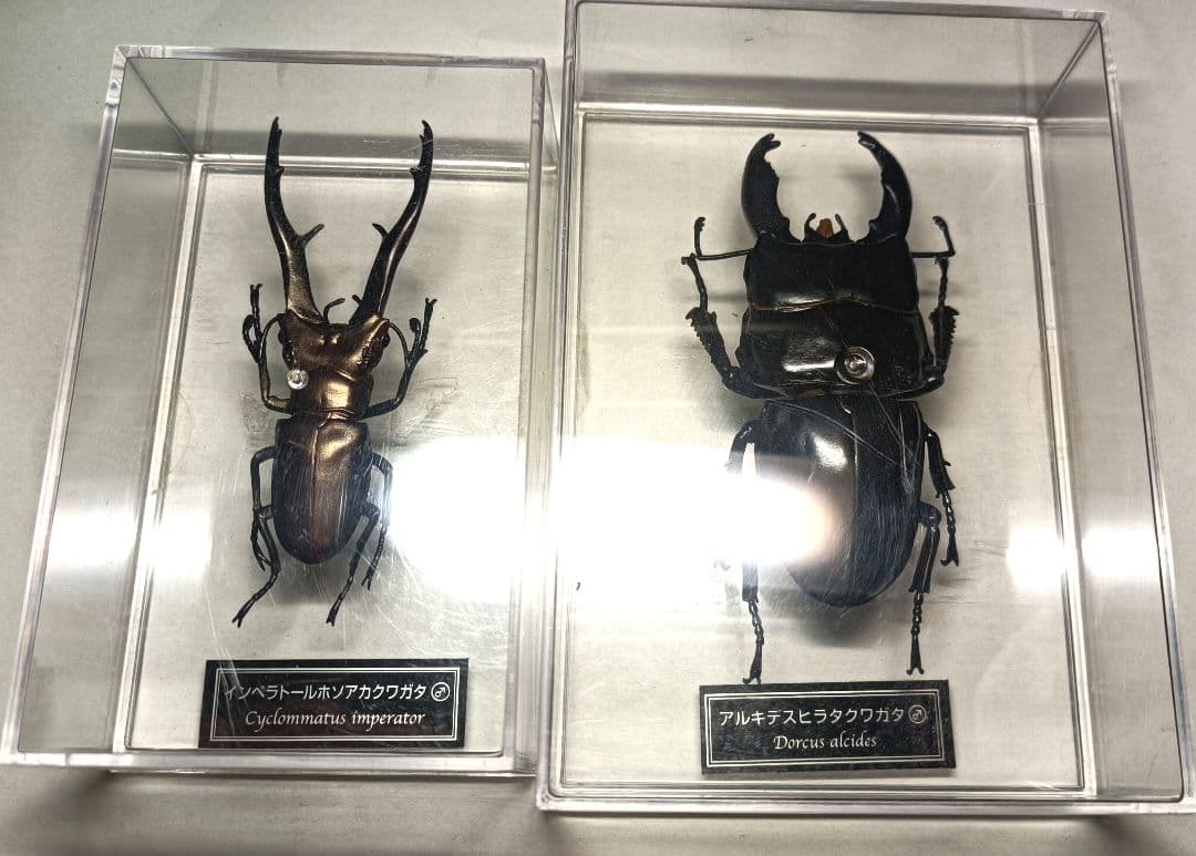 アルキデスヒラタクワガタ、インペラトールホソアカクワガタ