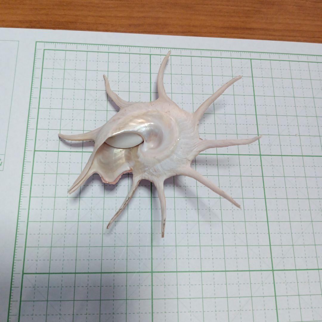 貝殻標本 ハリナガリンボウ （蓋つき） 貝殻標本ハリナガリンボウ（蓋