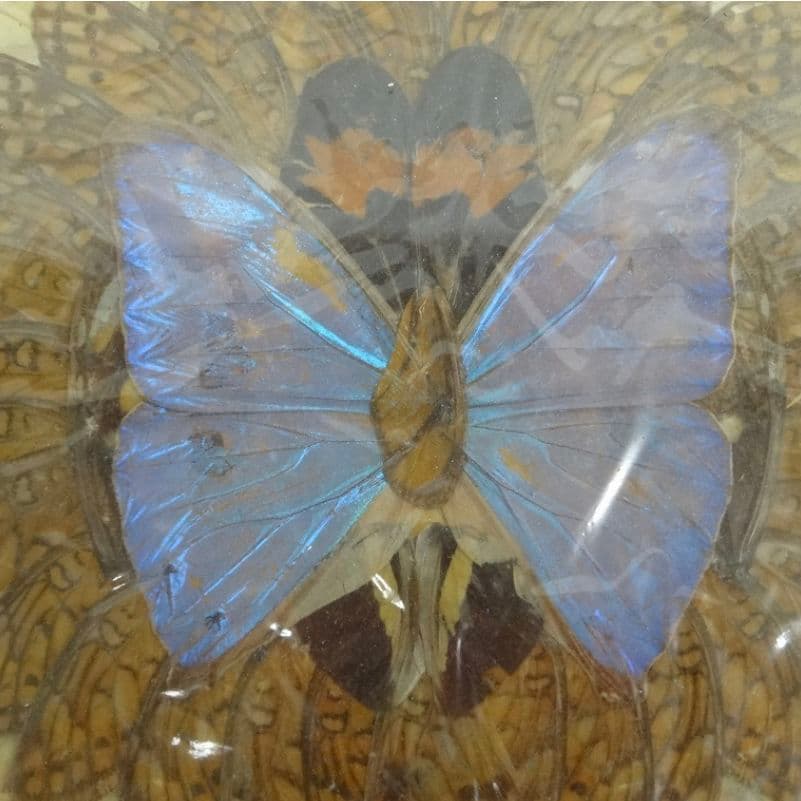 蝶絵画蝶の羽羽根細工バタフライアート