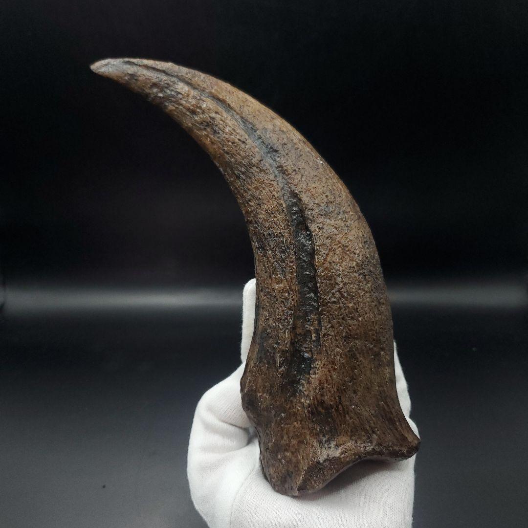 スピノサウルス 爪 レプリカ 179.96mm  spr3