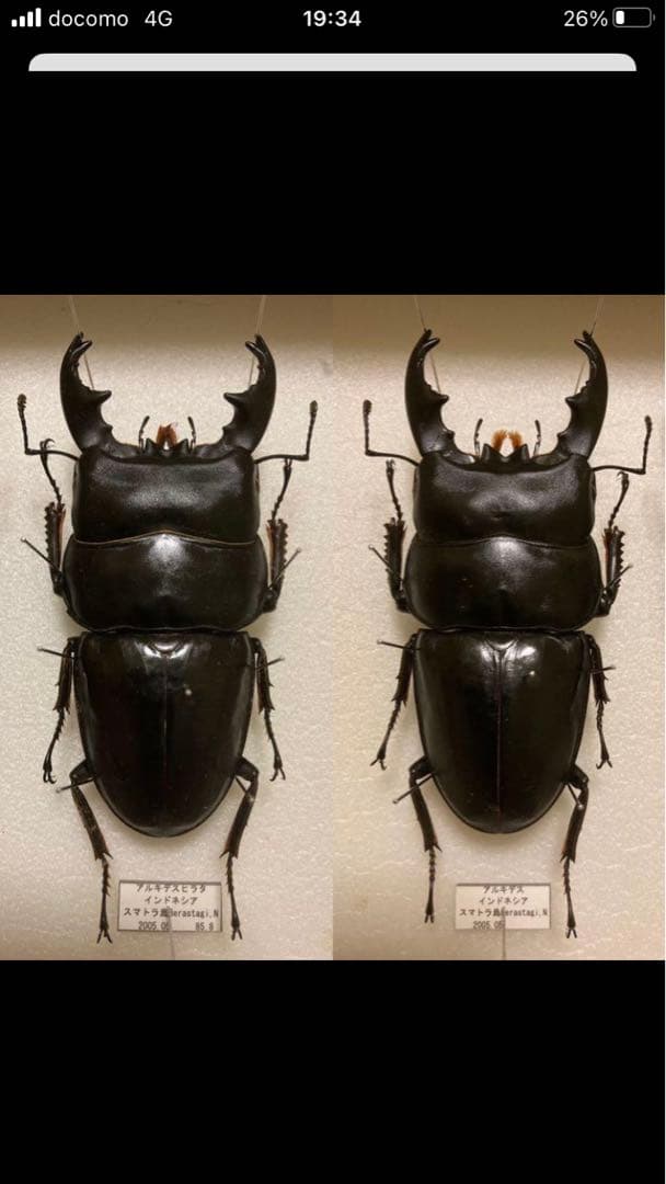 外国産蛾標本クジャクヤママユ spini 蝶標本貴重な野外品