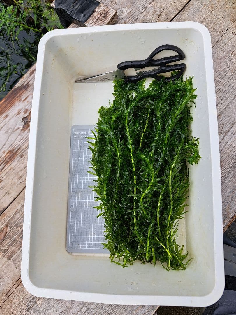 専用ページ】天然アナカリス、1000本