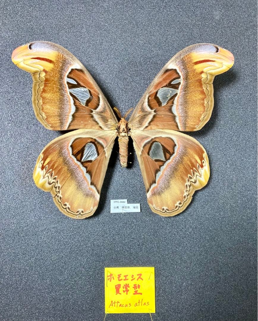 現品限り】パルナシウス・ウィスコッティ（1メス・スウェーデン産