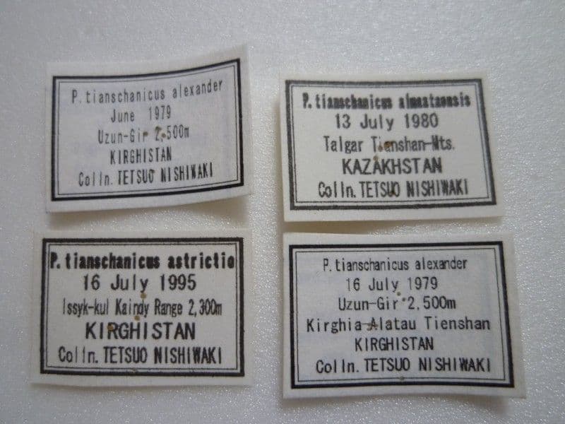 外国産蝶標本】テンシャンウスバ♀1♂3/キルギス産.カザフスタン産