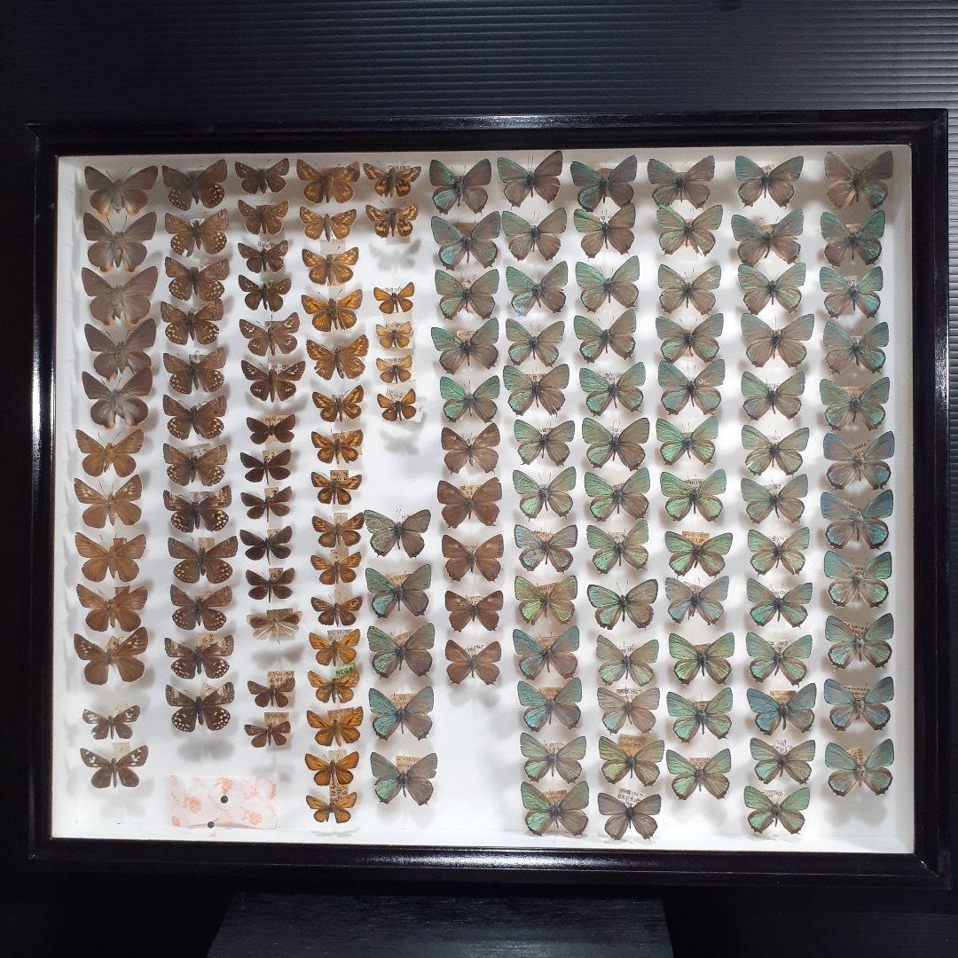 蝶標本 ゼフィルス及びセセリチョウ科22種。大型ドイツ標本箱二箱入り