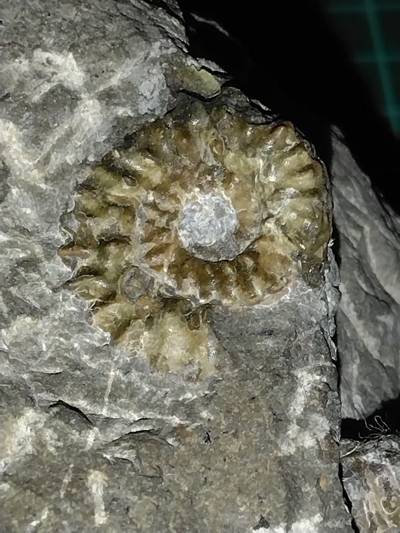 北海道幌加内産　超希少種 アンモナイト　モルトニセラス　化石　激レア 北海道幌加内産 超希少種アンモナイト モルトニセラス 化石 激レア