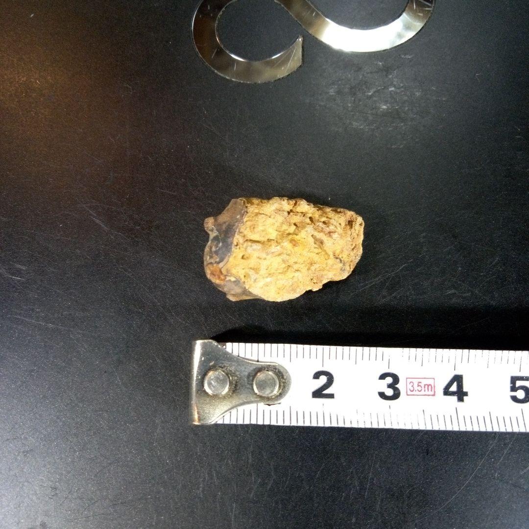 三葉虫 化石 fossil 海 ボリビア産 trilobite 海生動物判別⑫