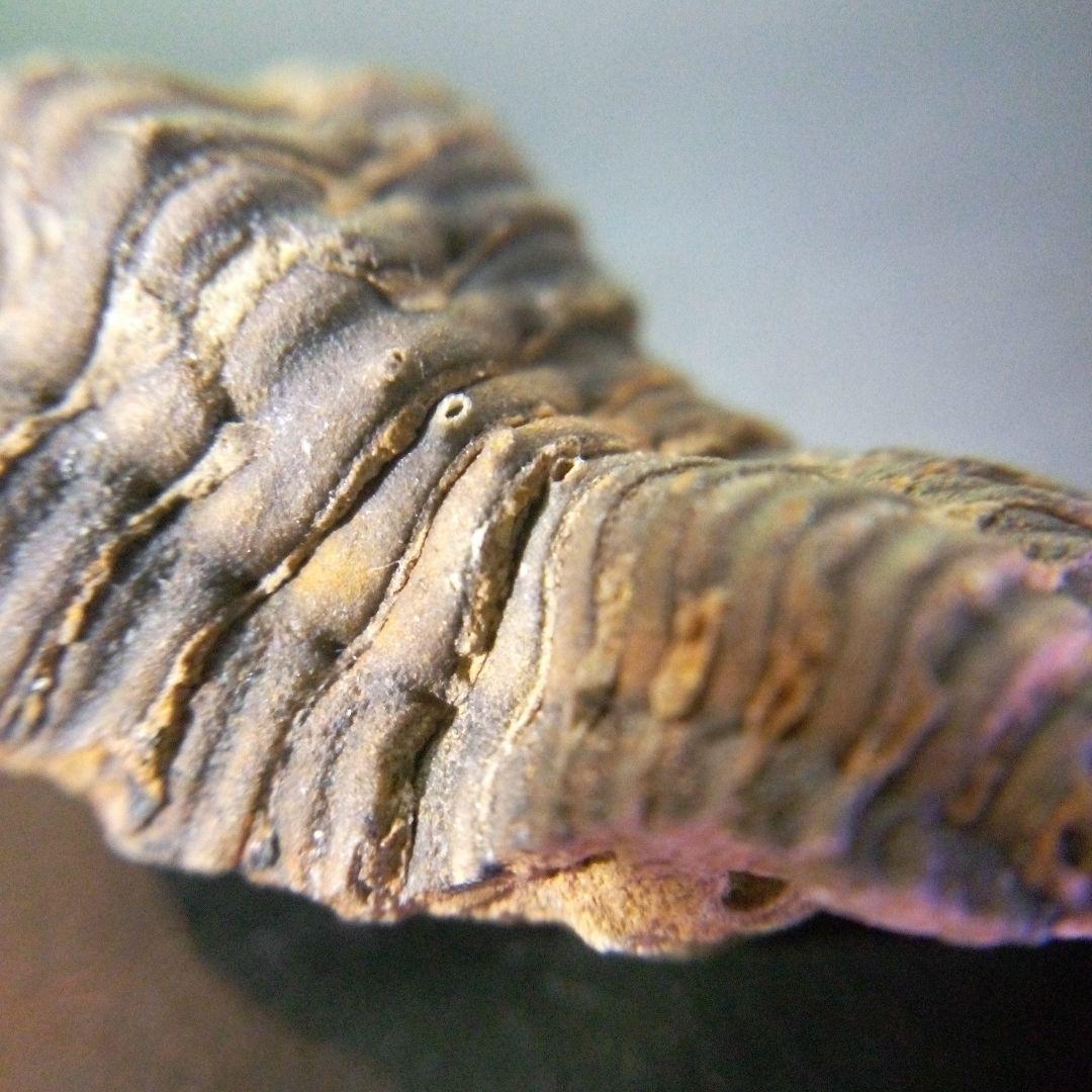 三葉虫 化石 fossil 海 ボリビア産 trilobite 海生動物判別⑫