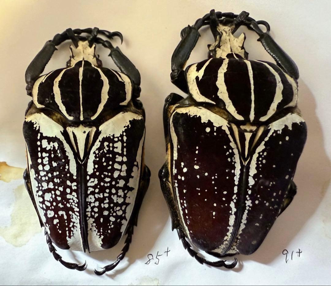 n*s様 昆虫標本　カメルーン　ゴライアスオオツノハナムグリ　2頭　M9,10 ゴライアスオオツノハナムグリ - Wikipedia