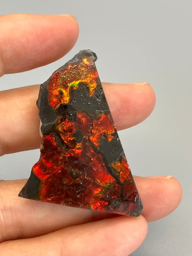 化石 原石 アンモライト アンモナイト カナダ産 幅4.4cm 箱付き