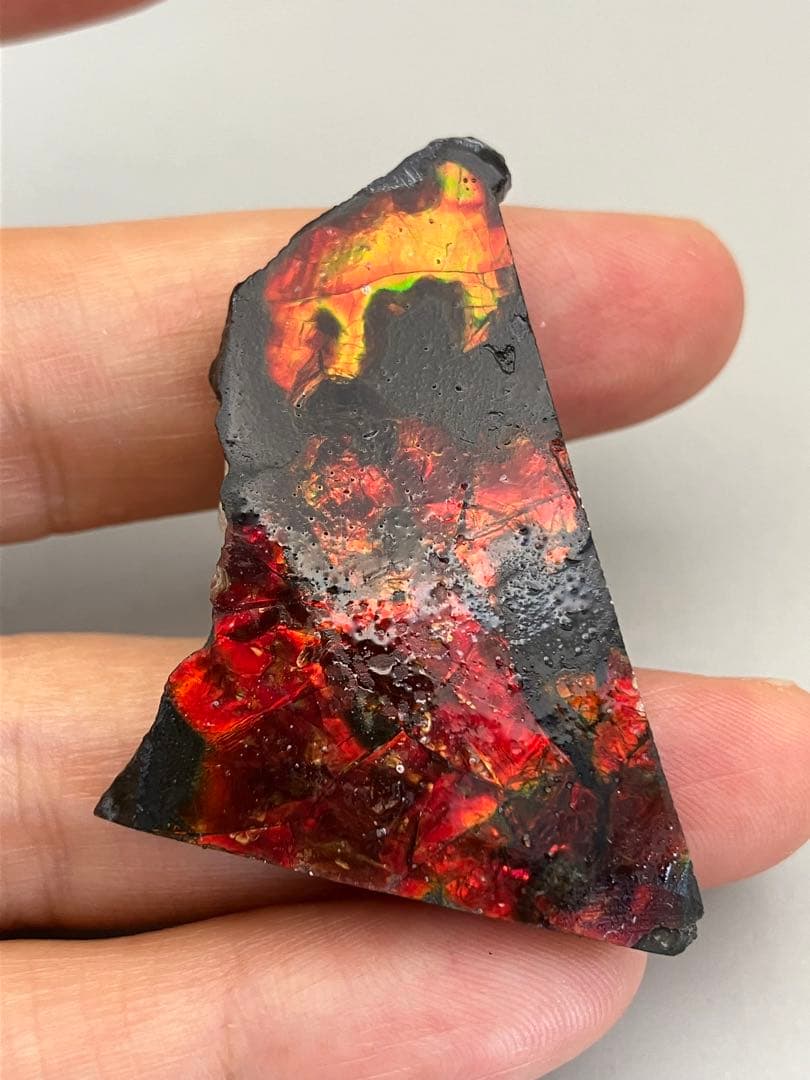 化石 原石 アンモライト アンモナイト カナダ産 幅4.4cm 箱付き