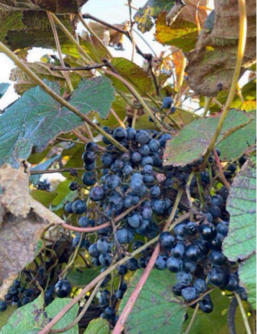 ☆完熟糖度22度岩手県産山ぶどう原液ジュース360ml2本 - メルカリ