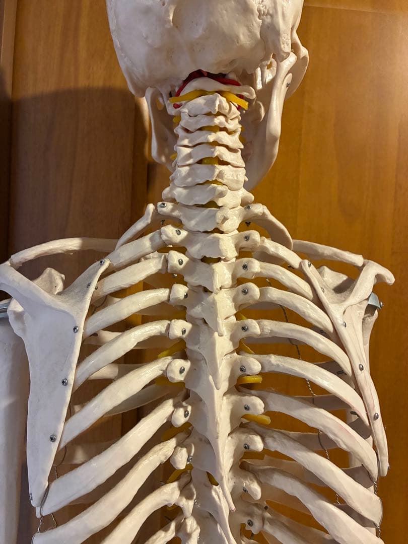 人体模型 可動関節 等身大 180cm