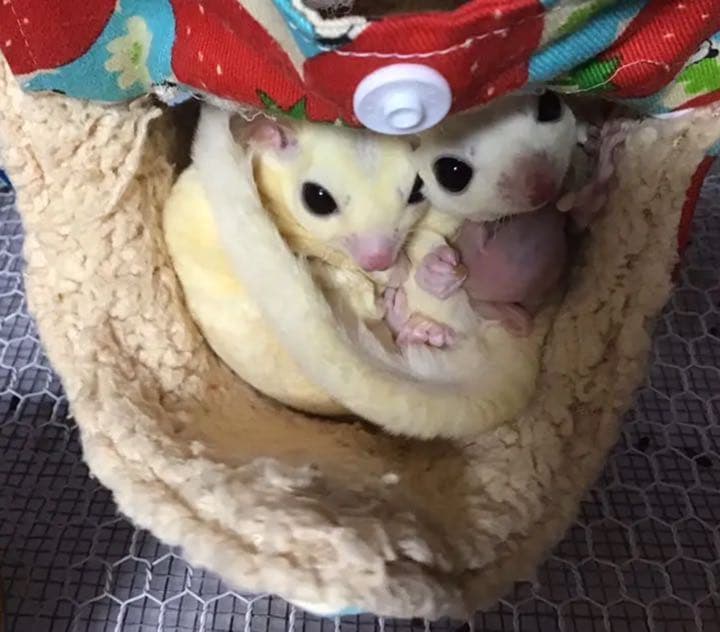 モモンガハウス（動物のサイクリング）秋・春仕様 1850円 モモンガ用 服