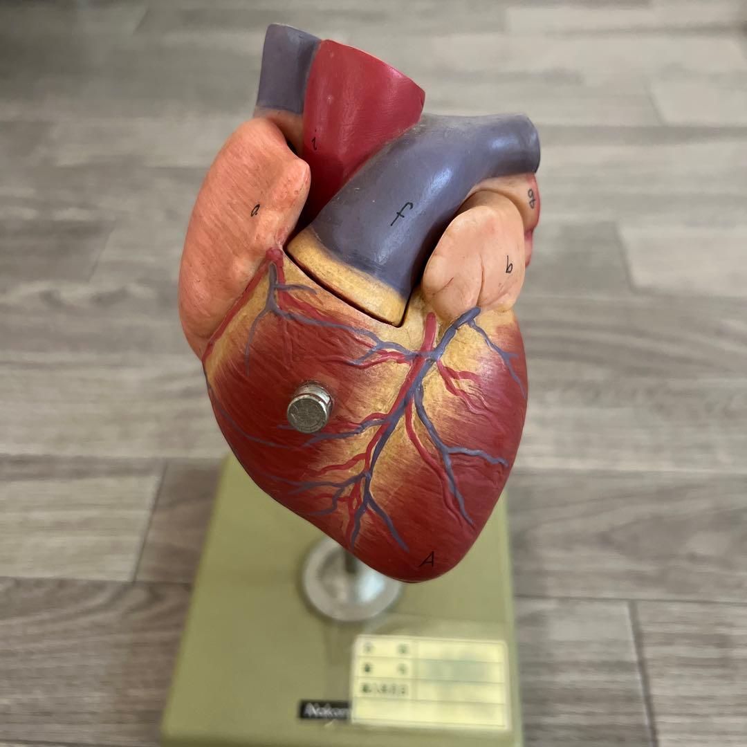 心臓　模型　中村　nakamura 学校備品　理科　病院　接骨院　整体　カイロ