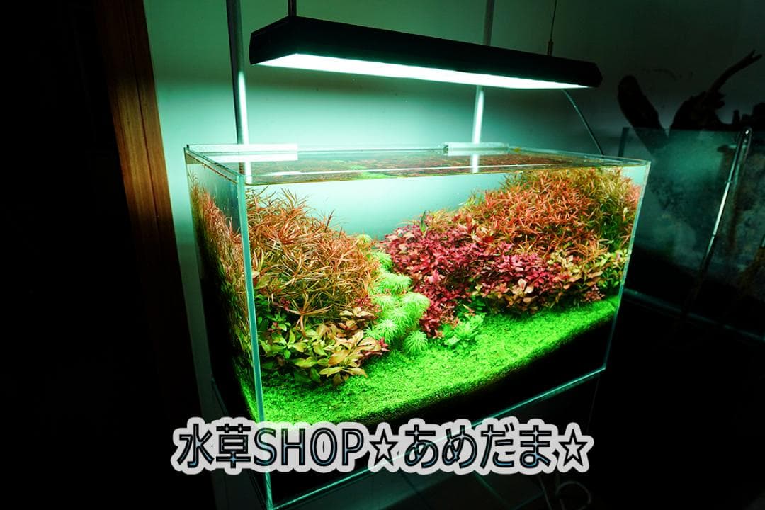 chihiros vivid2 RGBライト アクアリウム 水草