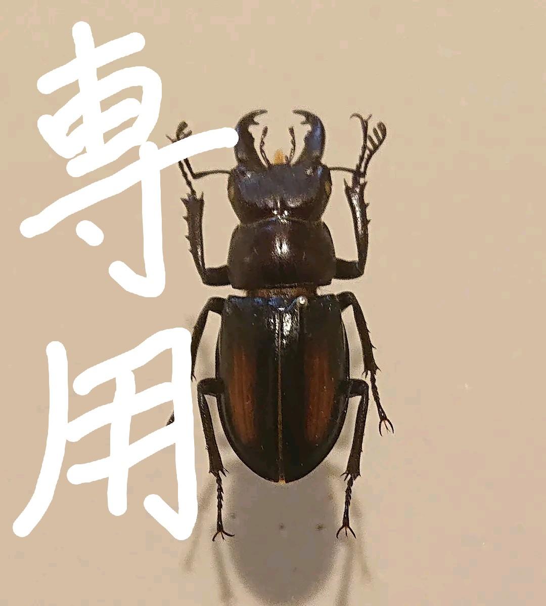 ミクラミヤマクワガタ 標本 前赤タイプ 規制前採集品】硫黄島産 ミシマ