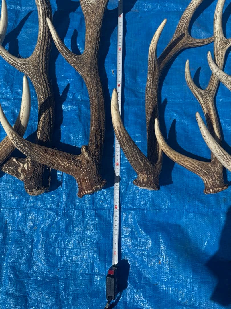 鹿の角 15本セット プラスチックケース付き 鹿の角 15本セット 鹿