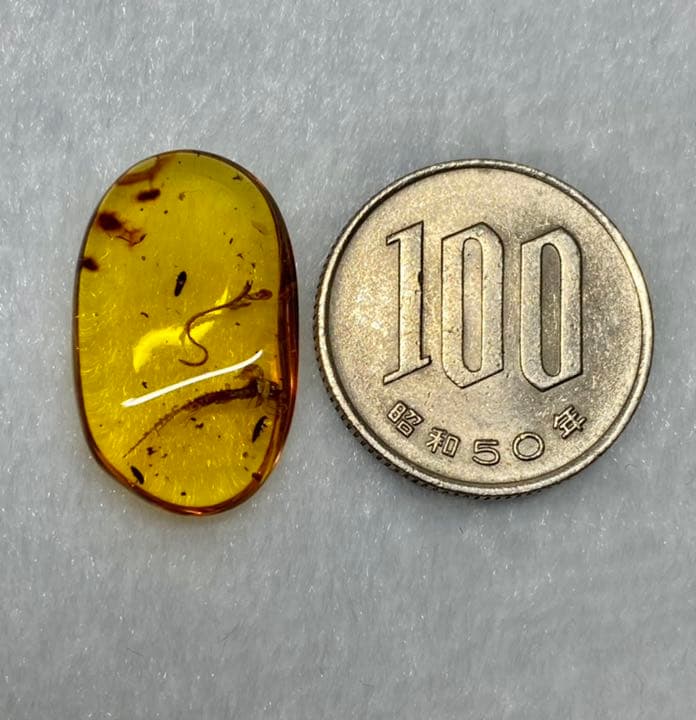 琥珀 虫入り 天然 アンバー 罕石卵 天然石 ムカデ 百足 甲虫