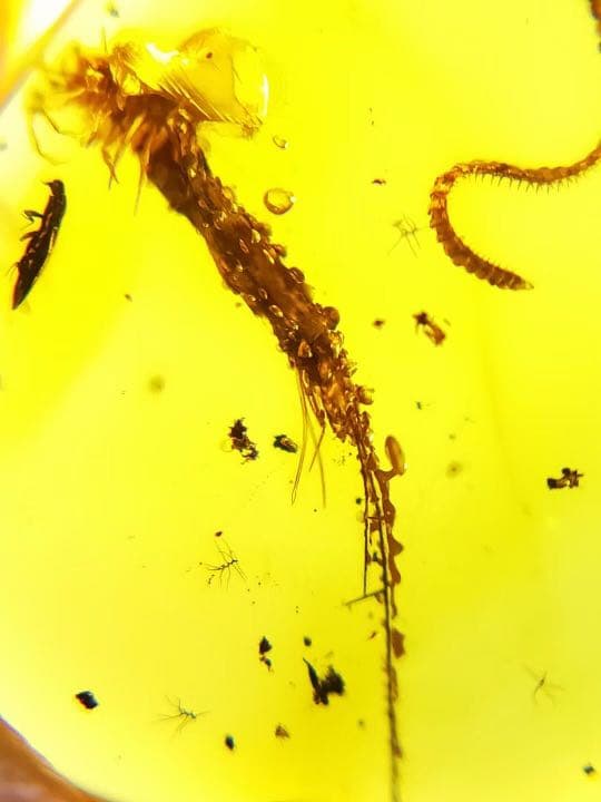 琥珀 虫入り 天然 アンバー 罕石卵 天然石 ムカデ 百足 甲虫