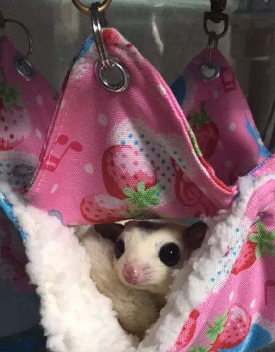 モモンガハウス（ブタ柄）フリースP・ネル生地 春（夏）冬仕様 トップ