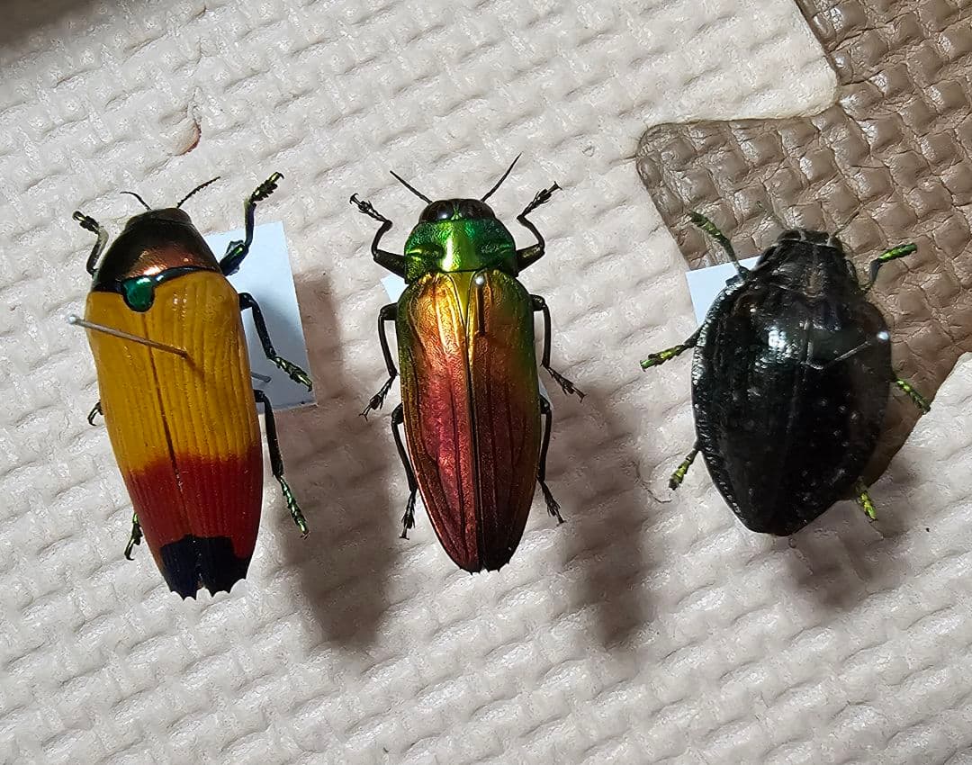 タマムシ標本セット