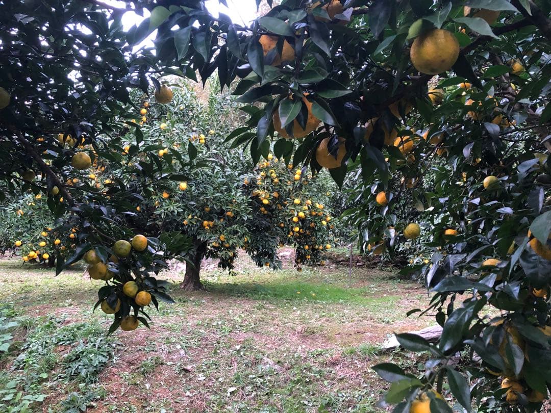 無添加 柚子果汁100% 720ml 6本 ふれあい農園の柚子果汁 無添加 栽培