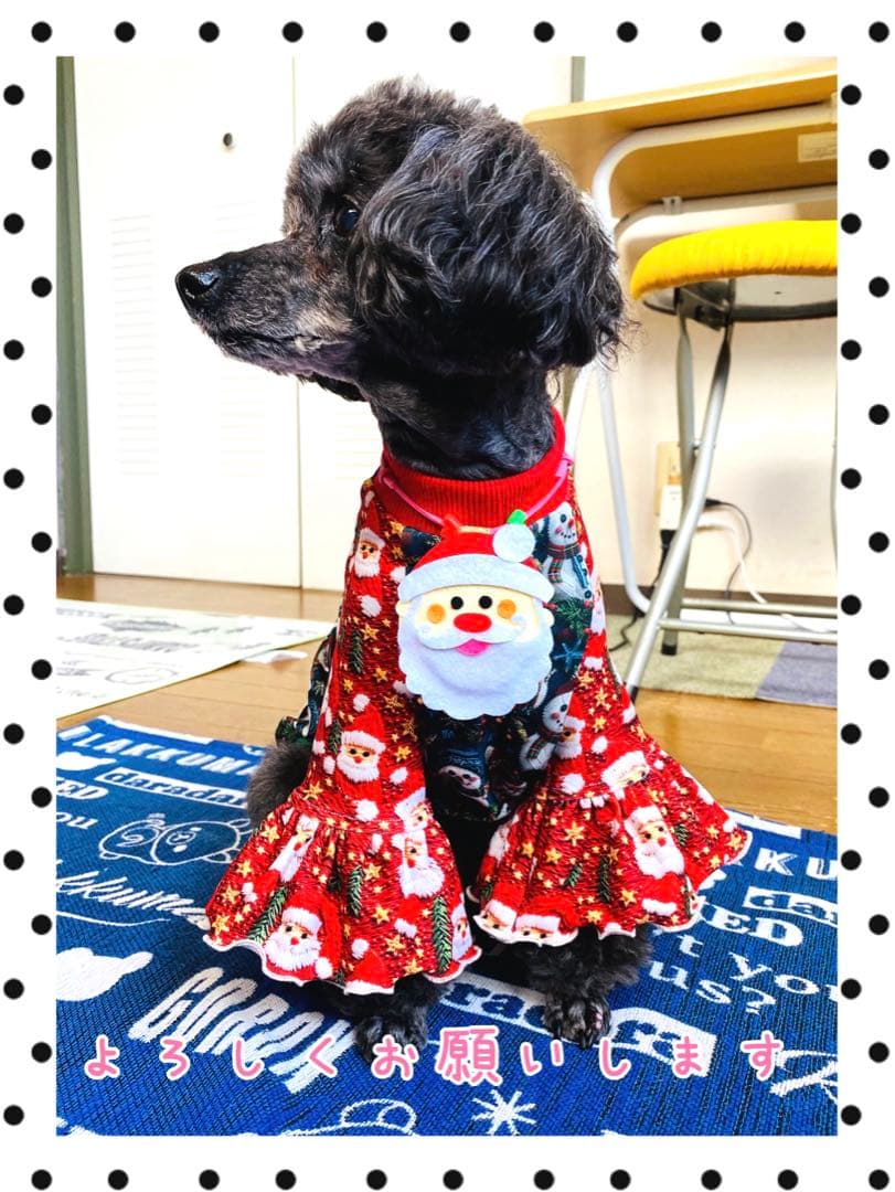 犬服 ワンピース(SS) ꒡̈⃝Lily꒡̈⃝ハンドメイド 値下げしました