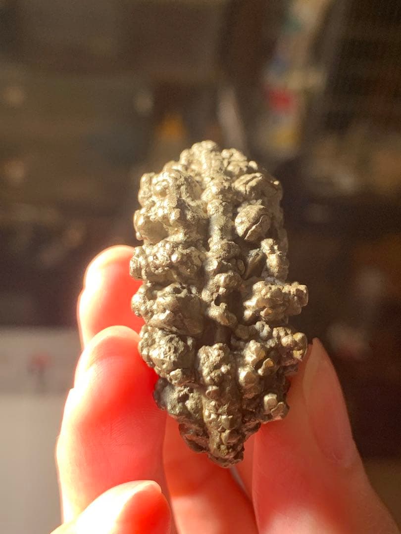 アンモナイト パイライト 化石 黄鉄鉱 アンモライト 恐竜 爪 歯 牙 三葉虫