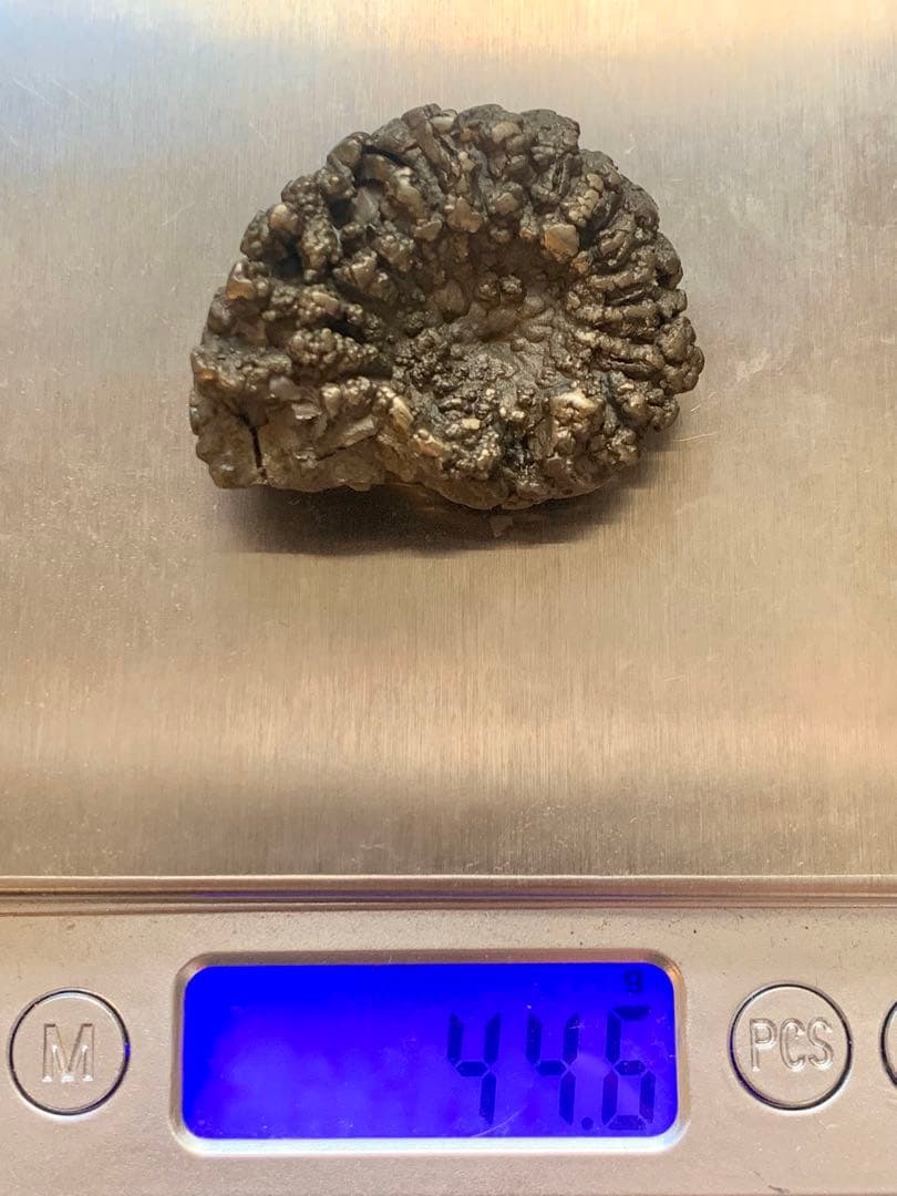 アンモナイト パイライト 化石 黄鉄鉱 アンモライト 恐竜 爪 歯 牙 三葉虫