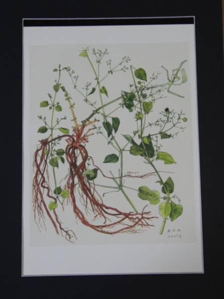小磯良平、あかね、高級薬用植物画、版上サイン入り、新品額付