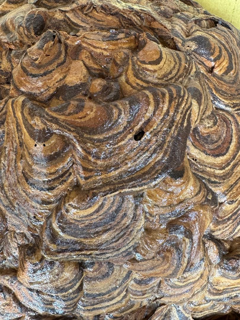 ハチの巣標本 ガラスケース入り