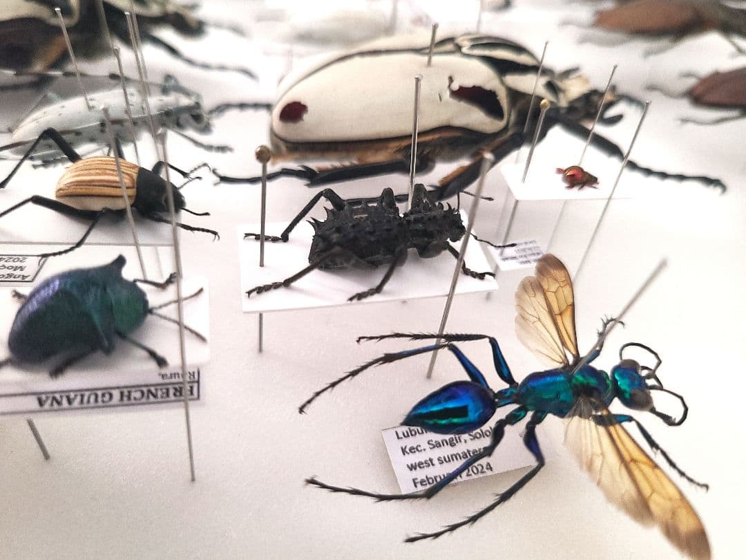 まるでゴジラのようなゾウムシ まるでゴジラのようなゾウムシ 昆虫用品