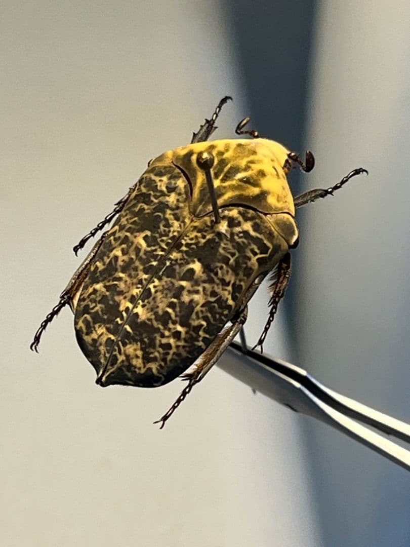 30mm】カブトハナムグリ コガネムシ プラチナコガネ カナブン