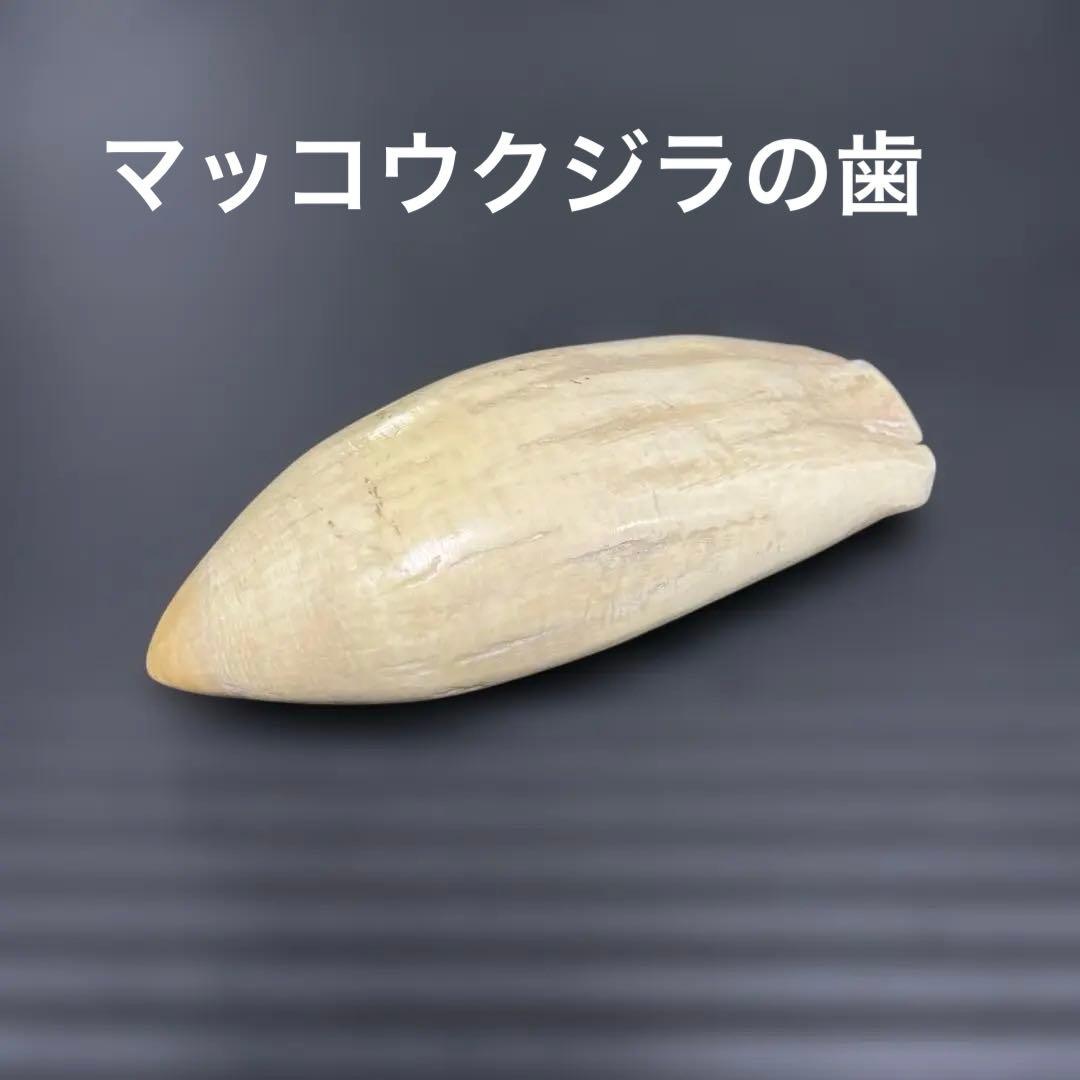 マッコウクジラの歯 14.8cm ✖️6cm 366g マッコウ鯨 印材貴重 - メルカリ