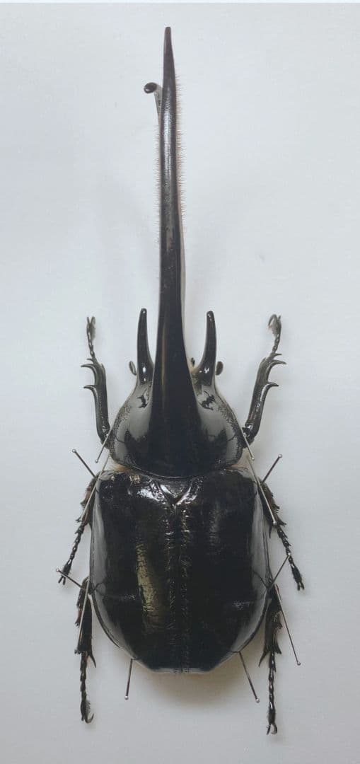 ネプチューンオオカブト野外標本♂