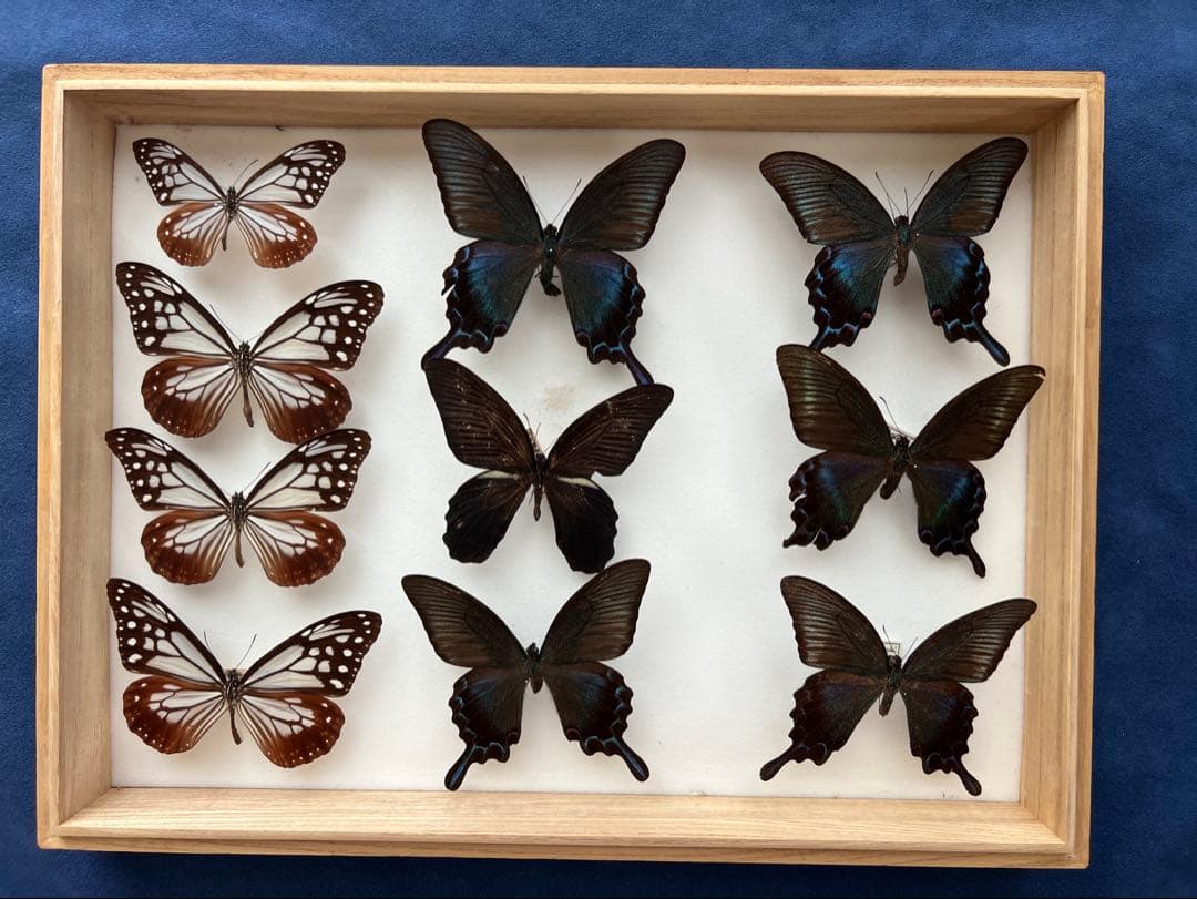 希少蝶標本現状品のみドイツガラスケースサイズ40x30x6cm 現状品のみ